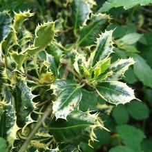 ПАДУБ ОСТРОЛИСТНЫЙ ФЕРОКС АРДЖЕНТЕА горшок-p9