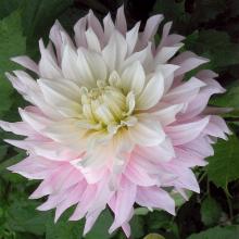 ГЕОРГИНА МАДМУАЗЕЛЬ СИМОНА САКОМЕН пакет