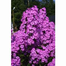 Нажмите чтобы увеличить изображение