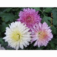 Нажмите чтобы увеличить изображение