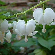 ДИЦЕНТРА ВЕЛИКОЛЕПНАЯ БЕЛАЯ пакет