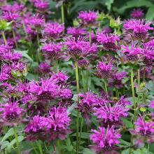 МОНАРДА СКОРПИОН пакет