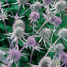 МОРДОВНИК   пакет