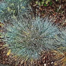 ОВСЯНИЦА СИЗАЯ пакет