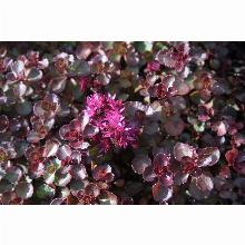 Нажмите чтобы увеличить изображение