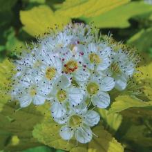 ПУЗЫРЕПЛОДНИК КАЛИНОЛИСТНЫЙ ДАРТС ГОЛД пакет