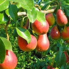 ГРУША НАРЯДНАЯ ЕФИМОВА 1-ЛЕТКА пакет