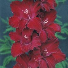 ГЛАДИОЛУС МАДАГАСКАР 3шт-пакет