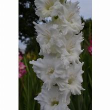 Нажмите чтобы увеличить изображение