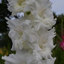 ГЛАДИОЛУС ЙЕС! 3шт-пакет