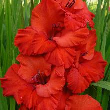 ГЛАДИОЛУС ВЛАДИМИР ВЫСОЦКИЙ 3шт-пакет