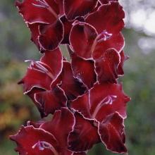 ГЛАДИОЛУС ГРАВЮРА 3шт-пакет