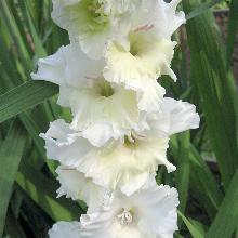 ГЛАДИОЛУС БОЛЬШОЙ СЛОН 3шт-пакет