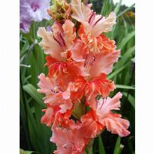 Нажмите чтобы увеличить изображение