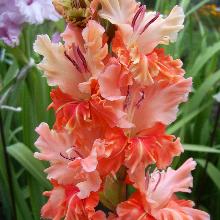 ГЛАДИОЛУС ОСЕННИЙ КОКТЕЙЛЬ 3шт-пакет