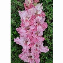 Нажмите чтобы увеличить изображение