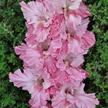 ГЛАДИОЛУС МОРСКАЯ ПЕНА 3шт-пакет