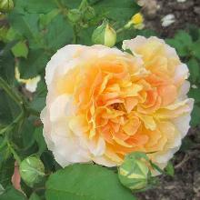 РОЗА АНГЛИЙСКАЯ МОЛИНЬЮ горшок-с6