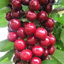 ВИШНЯ ЛЮБСКАЯ 1-ЛЕТКА пакет