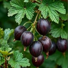 КРЫЖОВНИК ОРЛЕНОК пакет