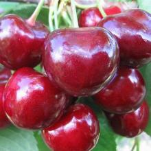 ЧЕРЕШНЯ КРУПНОПЛОДНАЯ 1-ЛЕТКА пакет