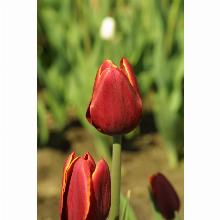 Нажмите чтобы увеличить изображение