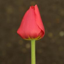 ТЮЛЬПАН БЕН ВАН ЗАНТЕН 5шт-пакет