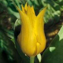 ТЮЛЬПАН ВЕСТ ПОИНТ 5шт-пакет