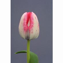 Нажмите чтобы увеличить изображение