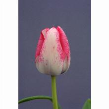 Нажмите чтобы увеличить изображение