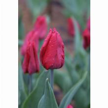 Нажмите чтобы увеличить изображение