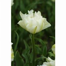 Нажмите чтобы увеличить изображение