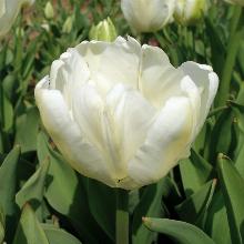 ТЮЛЬПАН МОНДИАЛ 5шт-пакет