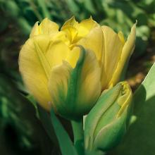 ТЮЛЬПАН МОНТЕ КАРЛО 5шт-пакет