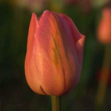 ТЮЛЬПАН РОСАЛИ 5шт-пакет