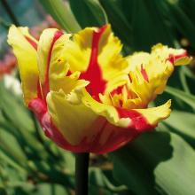 ТЮЛЬПАН ФЛЕМИНГ ПЭРРОТ 5шт-пакет