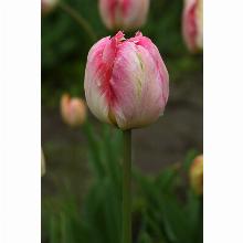 Нажмите чтобы увеличить изображение