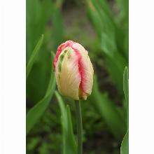 Нажмите чтобы увеличить изображение