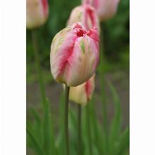 Нажмите чтобы увеличить изображение