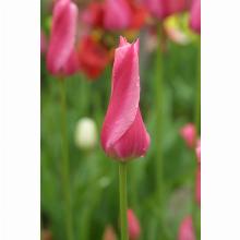 Нажмите чтобы увеличить изображение