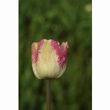 Нажмите чтобы увеличить изображение