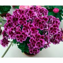 Нажмите чтобы увеличить изображение