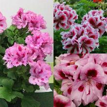 Нажмите чтобы увеличить изображение