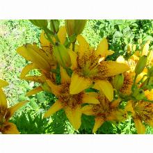 Нажмите чтобы увеличить изображение