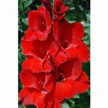 Нажмите чтобы увеличить изображение