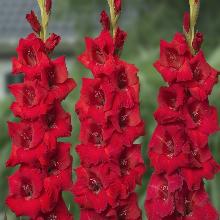 ГЛАДИОЛУС РОМА 3шт-пакет