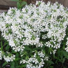 ФЛОКС РАСТОПЫРЕННЫЙ БЕЛЫЙ горшок-с3