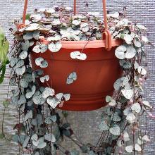 Нажмите чтобы увеличить изображение