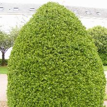 САМШИТ ВЕЧНОЗЕЛЕНЫЙ ПИРАМИДАЛИС горшок-с2