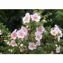 Нажмите чтобы увеличить изображение